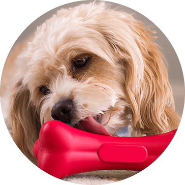 Purgamentum Pet Dog Toys