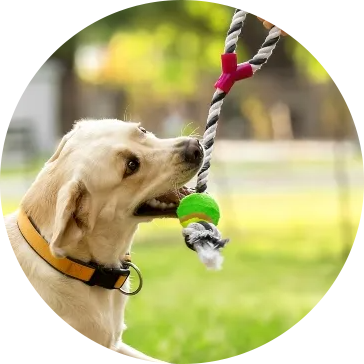 Cotton Funis Pet Dog Toys