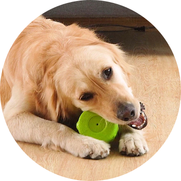 Eva Pet Dog Toys