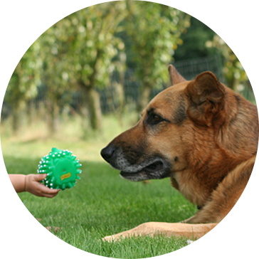 Aliquam Pet Dog Toys